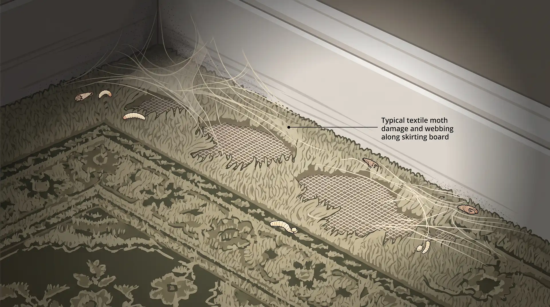 How to Get Rid of Carpet Moths