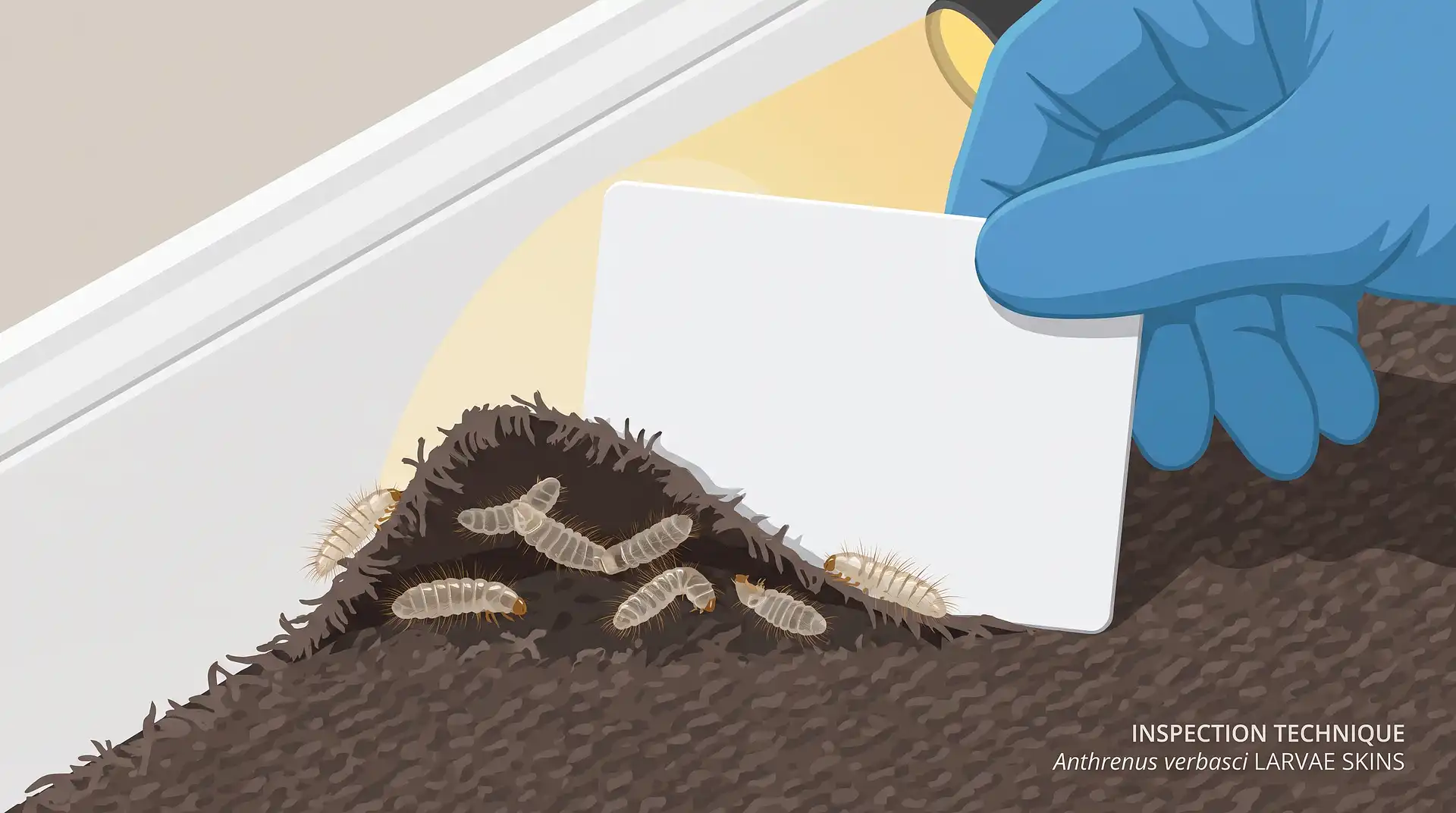 How to Get Rid of Carpet Beetles